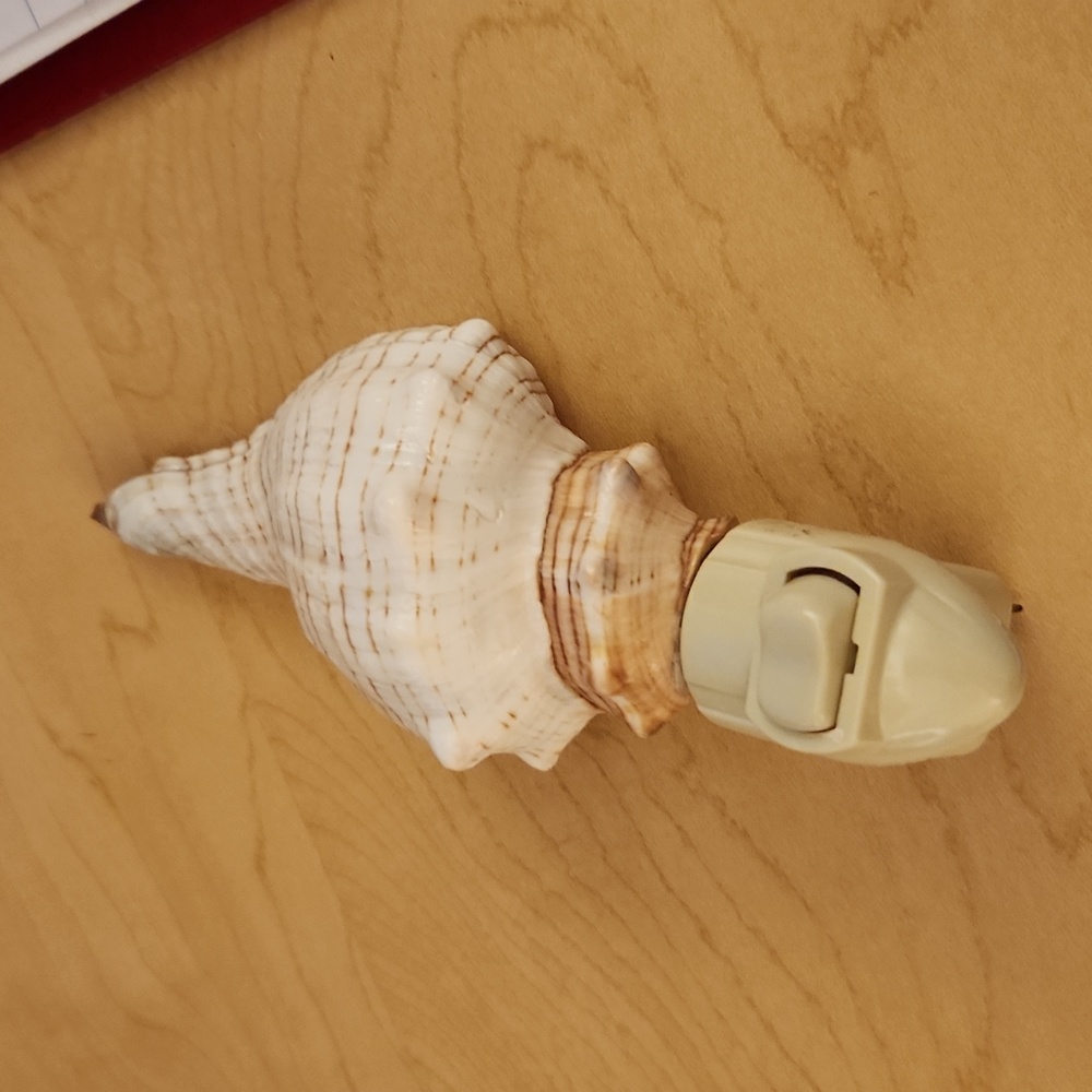 Genuine shell night light